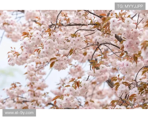 以好看旋转足球樱花为中心的唯美春日动感主题视觉创意魅力探索之旅
